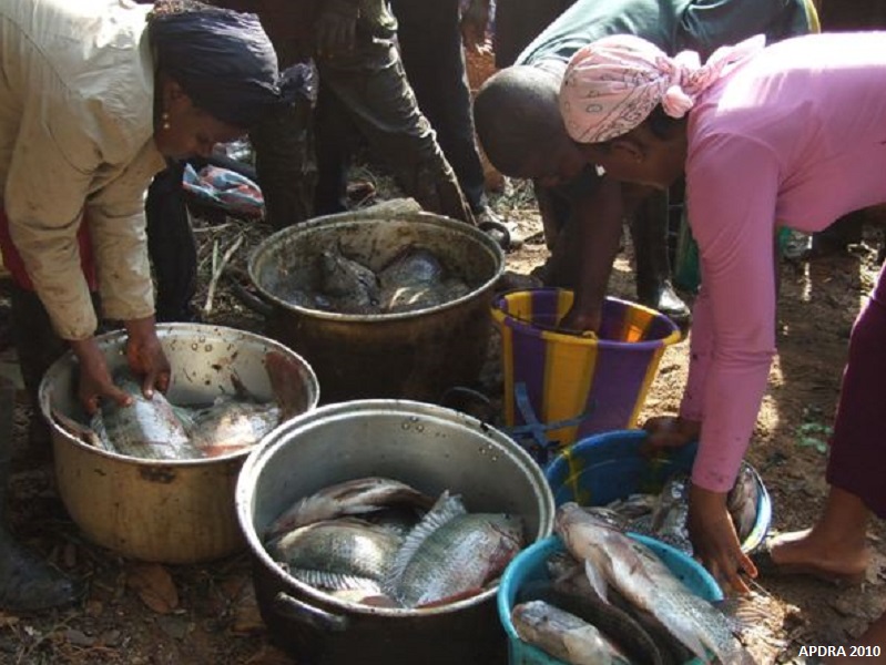 Commercialisation du poisson