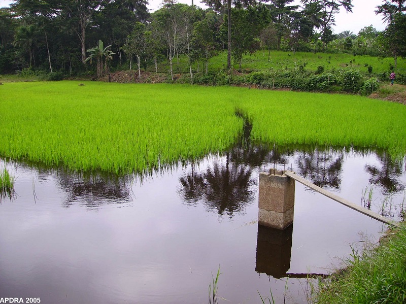 Culture de riz dans l'étang barrage